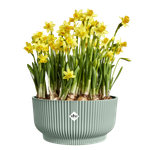 vibes fold bowl 25cm sorbet green